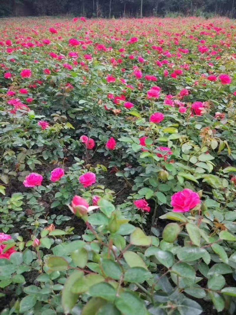 丰花月季自家基地直销各规格齐全量大从优欢迎选购