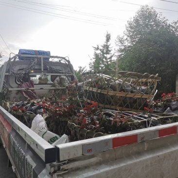 丰花月季自家基地直销各规格齐全量大从优欢迎选购