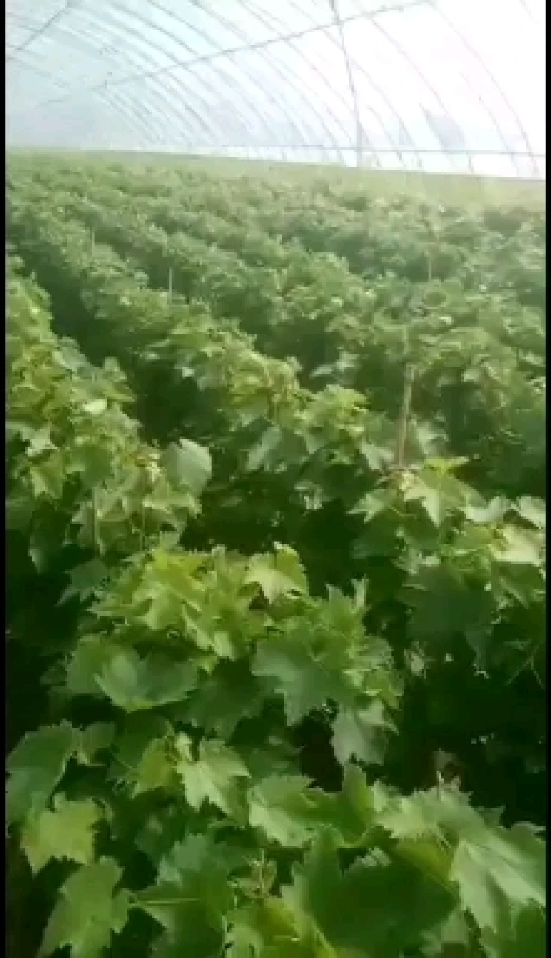 醉金香葡萄苗，假一赔十，(每棵都精挑细选)