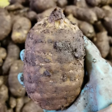 云南昭通小草坝天麻产地直销一手货源现挖现发。质量新鲜。