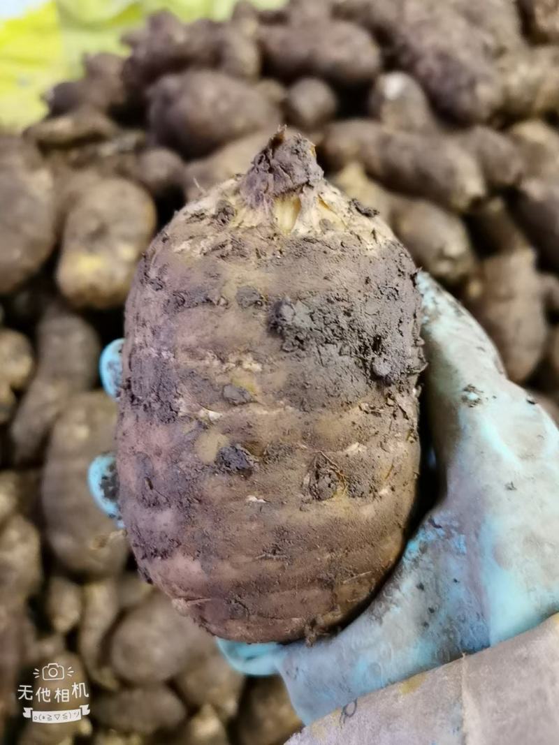 云南昭通小草坝天麻产地直销一手货源现挖现发。质量新鲜。
