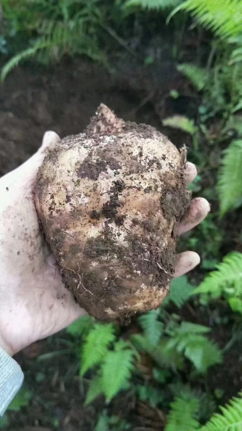 云南昭通小草坝天麻产地直销一手货源现挖现发。质量新鲜。