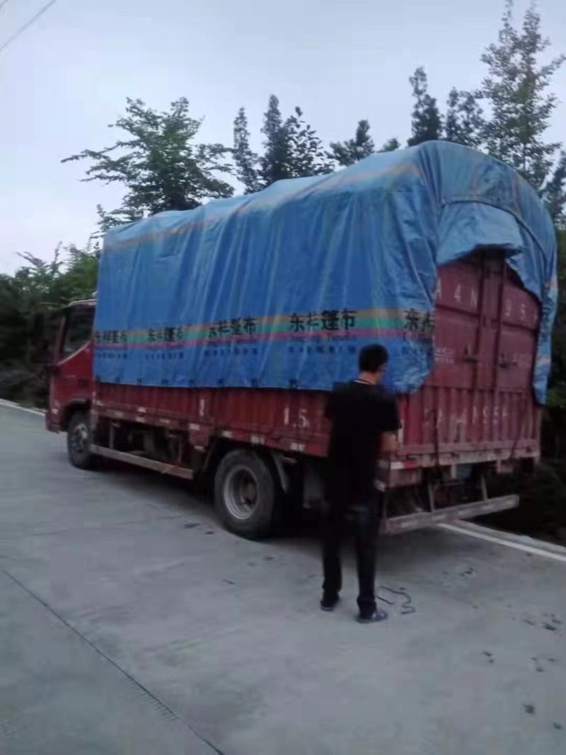 龟甲冬青自家基地货源，各规格齐全量大从优欢迎选购