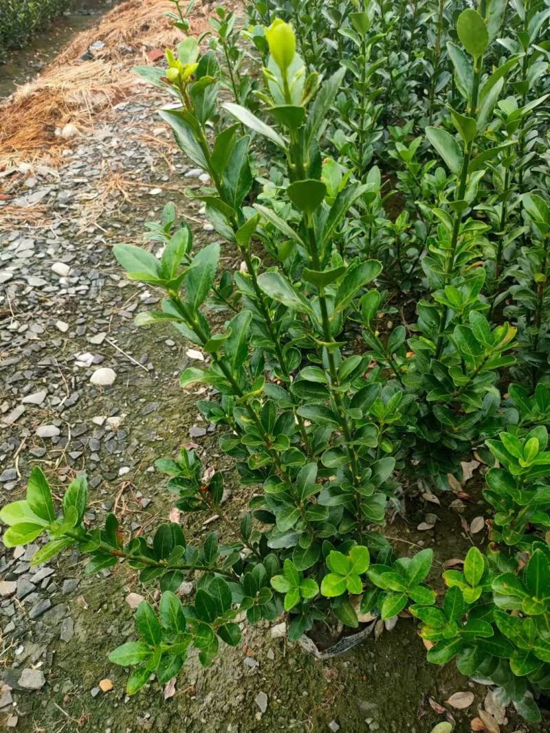 四川成都温江区苗圃基地直销万年青毛笼子，货源充足