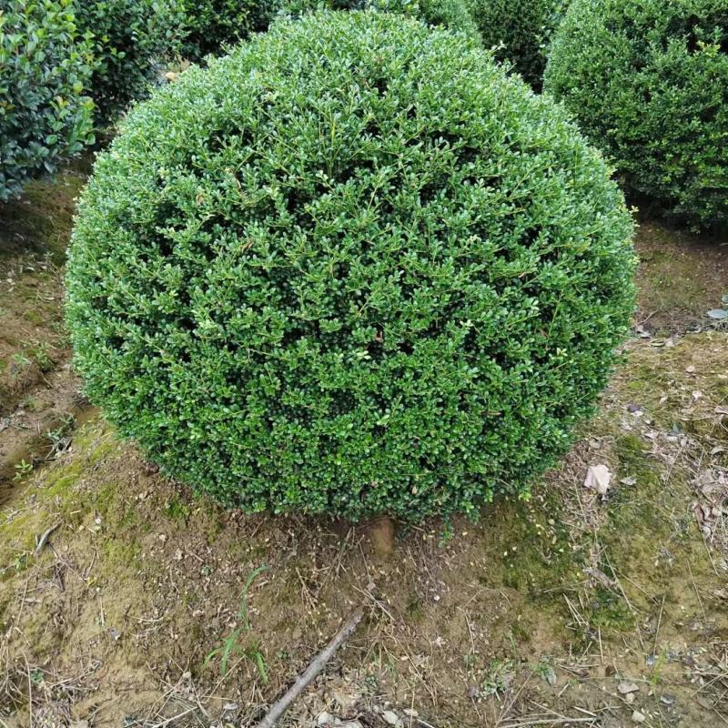 龟甲冬青球自家基地直销各规格齐全量大从优欢迎选购