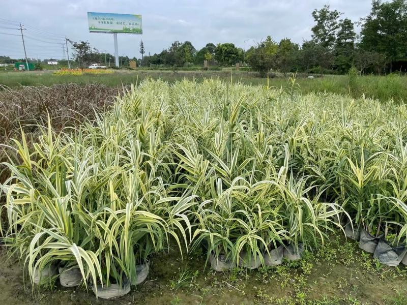 四川成都温江区苗圃花叶芦苇，规格齐全，批发价