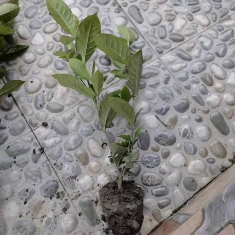 大叶栀子自家基地直销各规格齐全量大从优欢迎选购