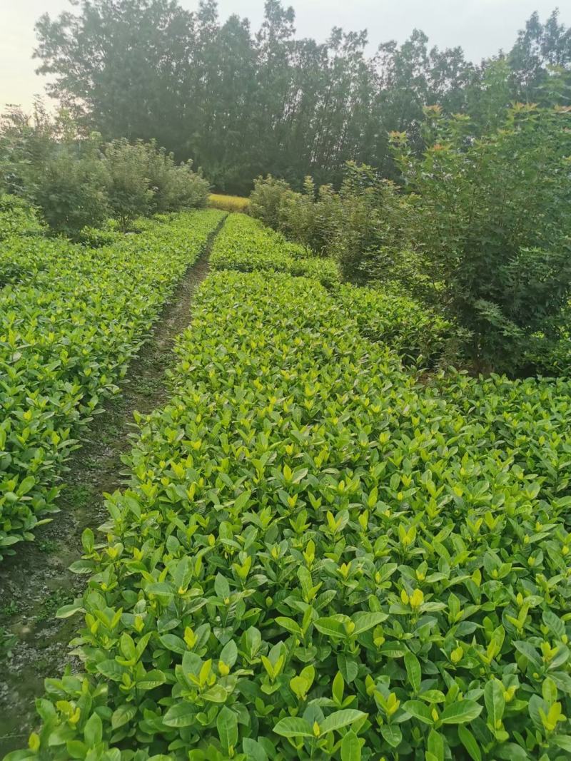 大叶栀子自家基地直销各规格齐全量大从优欢迎选购