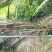 四川成都温江基地直销紫叶芦苇，规格齐全，货源充足，批发