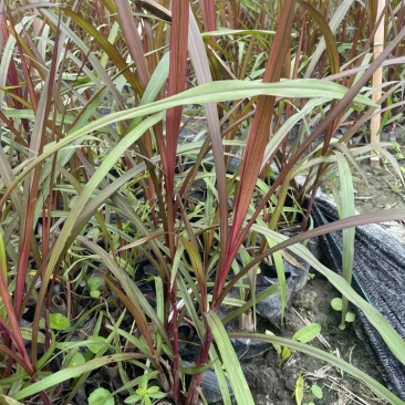 四川成都温江基地直销紫叶芦苇，规格齐全，货源充足，批发