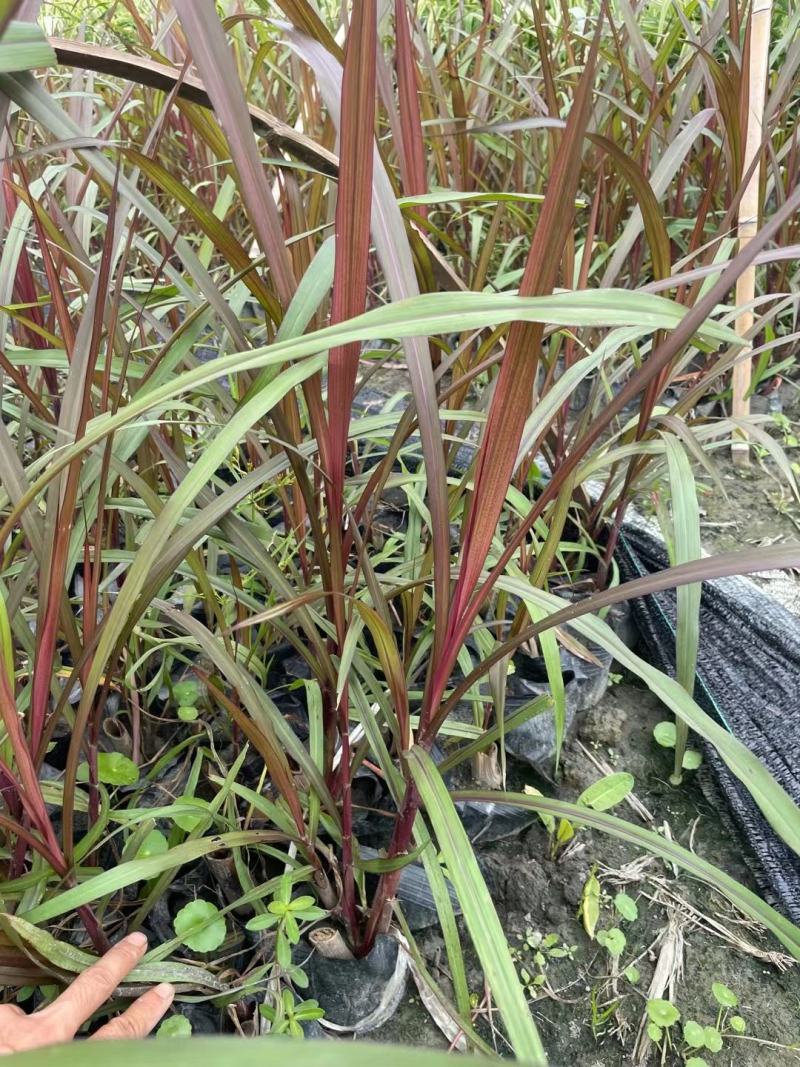 四川成都温江基地直销紫叶芦苇，规格齐全，货源充足，批发
