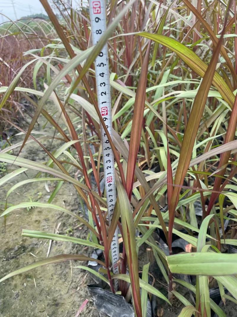 四川成都温江基地直销紫叶芦苇，规格齐全，货源充足，批发