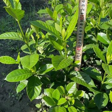 小叶栀子自家基地直销各规格齐全量大从优欢迎选购