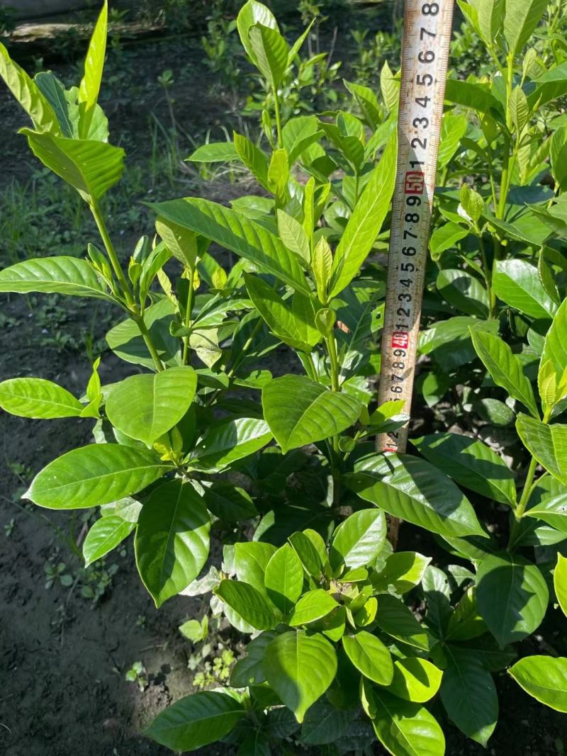 小叶栀子自家基地直销各规格齐全量大从优欢迎选购