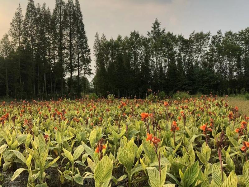 四川成都温江基地直销花叶美人蕉，规格齐全，基地货欢迎选购