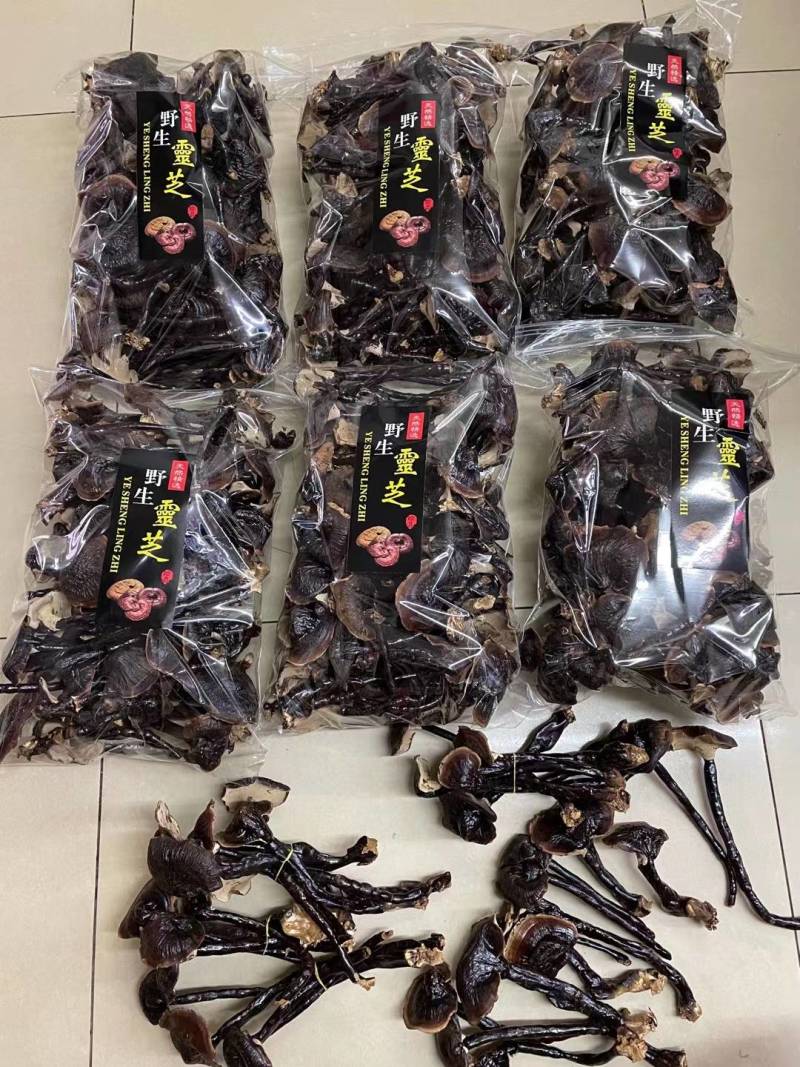 长白山原天然长腿金边选装香灵芝支持一件代发