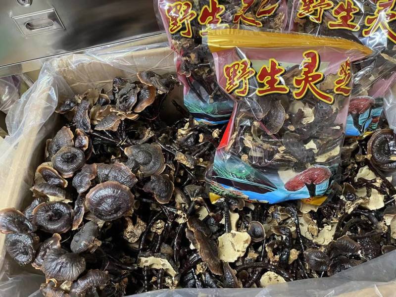 长白山原天然长腿金边选装香灵芝支持一件代发