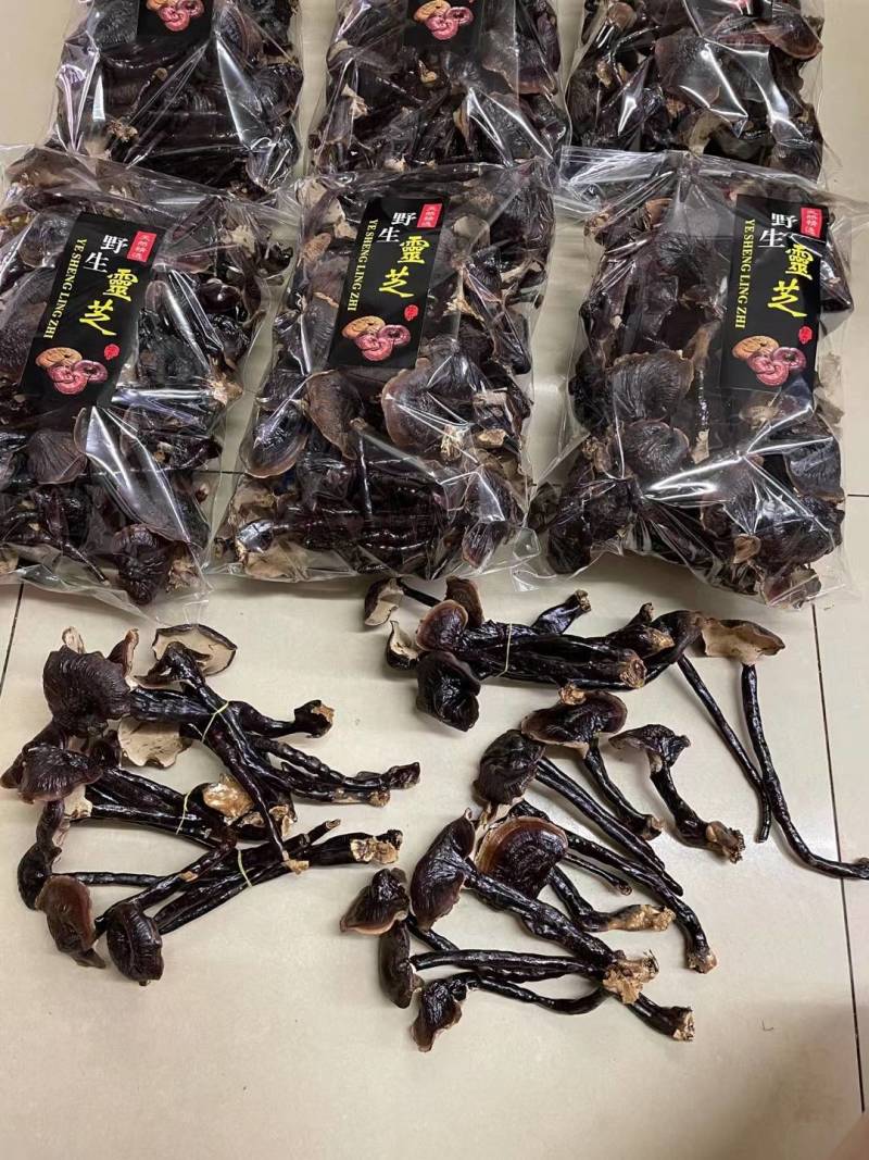 长白山原天然长腿金边选装香灵芝支持一件代发
