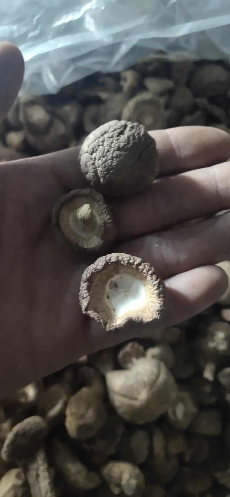 河南干香菇大量上市肉厚大小均匀！