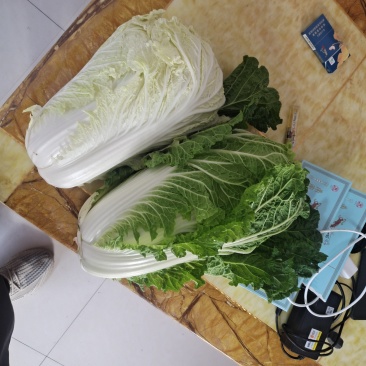 白菜山东省潍坊市坊子区黄旗堡街道杞东村优质大白菜上市需要