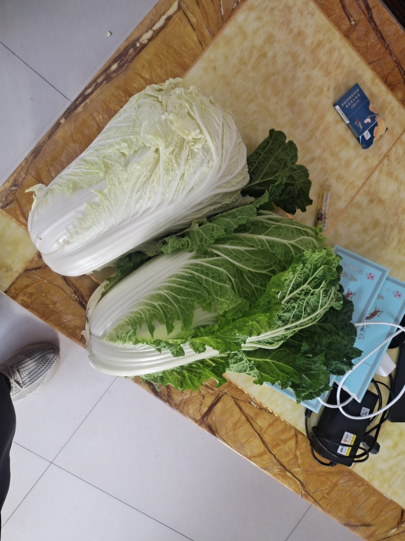白菜山东省潍坊市坊子区黄旗堡街道杞东村优质大白菜上市需要