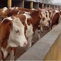 厂家推荐急售改良肉牛犊送货到家提供养殖技术