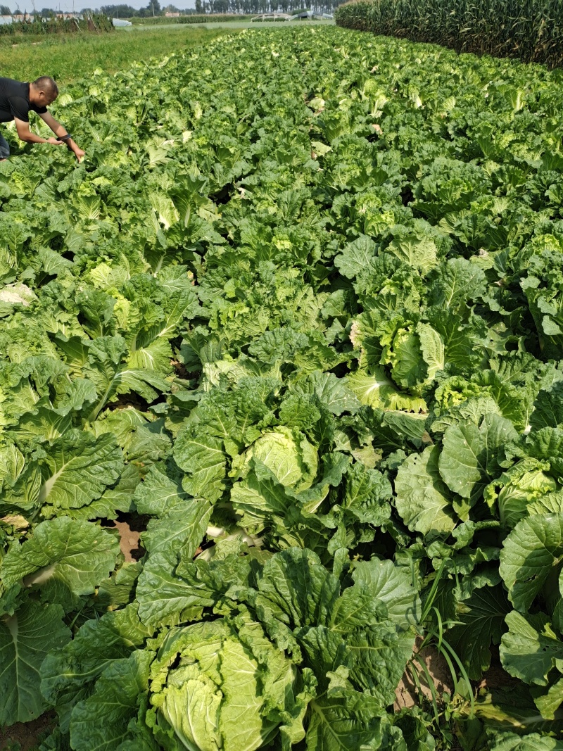白菜，山东潍坊坊子黄旗堡街道杞东村大白菜产区上市了，欢迎
