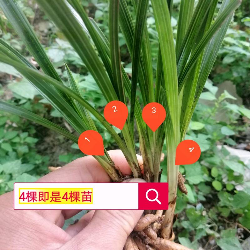 兰花批发零售随州蕙兰开长花浓香九头兰15株起发货