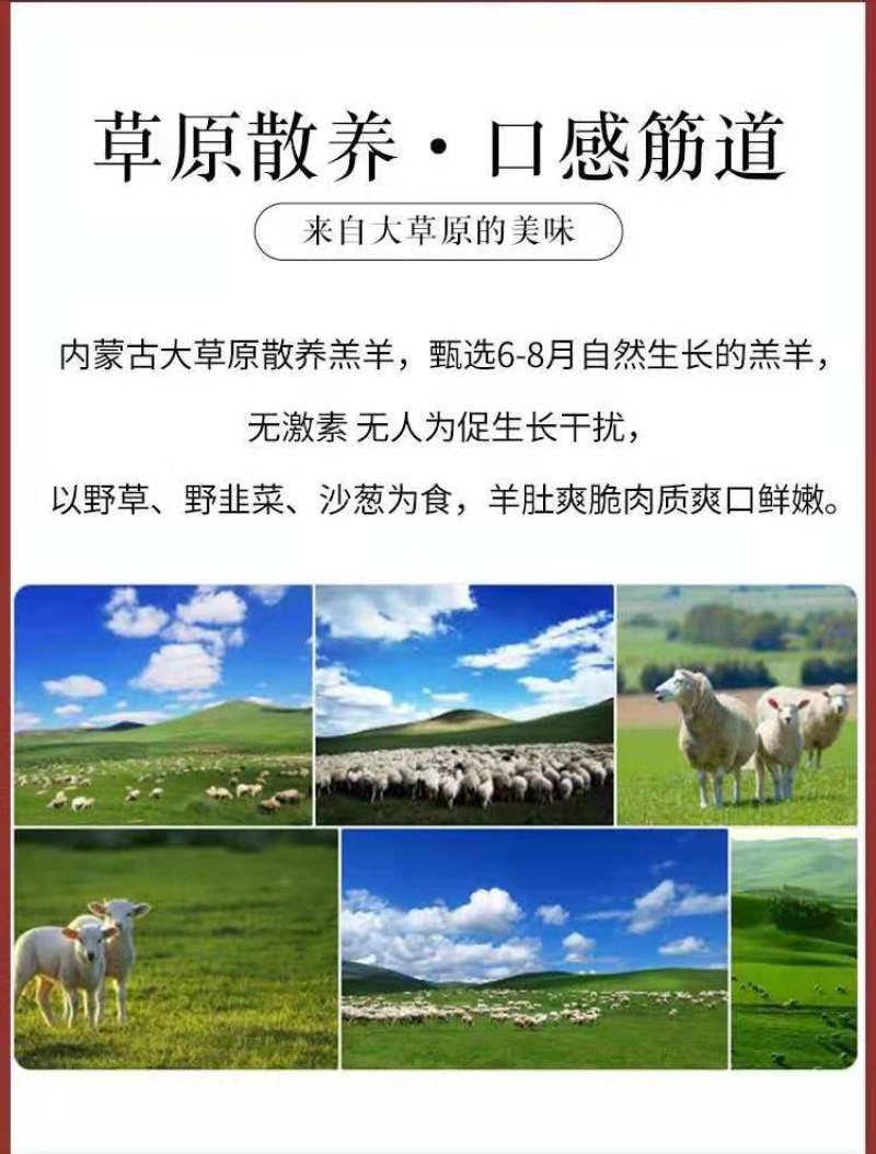 【一手货源】内蒙古羊肚包肉新鲜羊肉羊肚包脑肚包肉产地