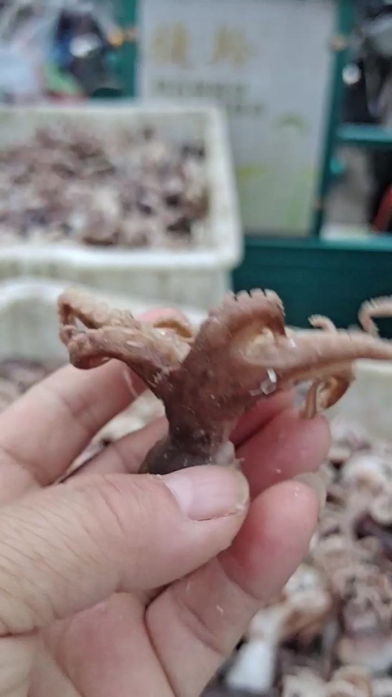 渤海湾八爪鱼！熟冻品可以加热直接吃有黄有墨原产地直供