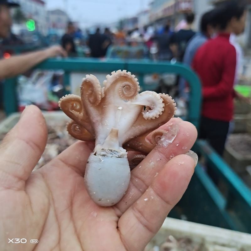 渤海湾八爪鱼！熟冻品可以加热直接吃有黄有墨原产地直供