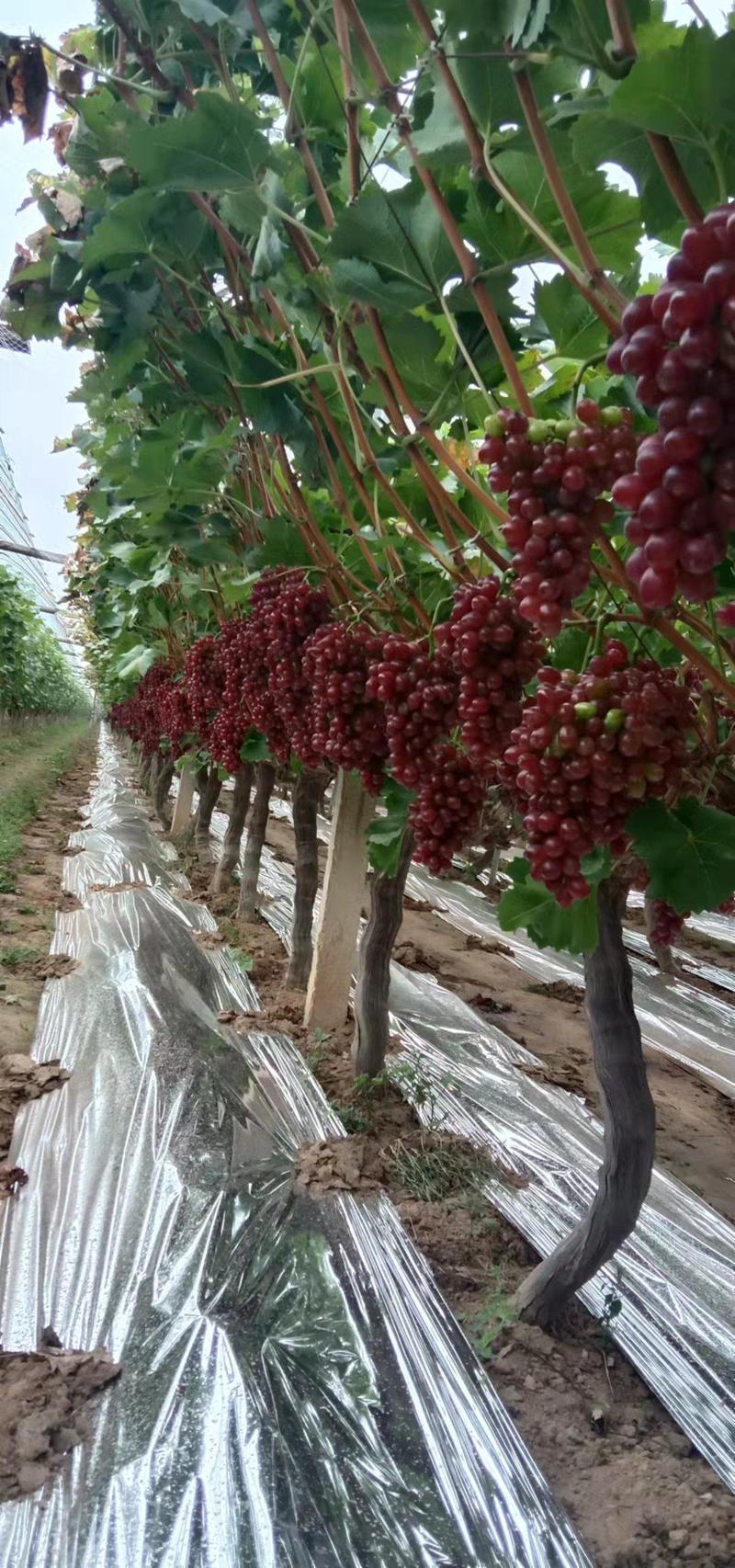 山西克伦生葡萄大量供应中，欢迎市场，外贸对接采购