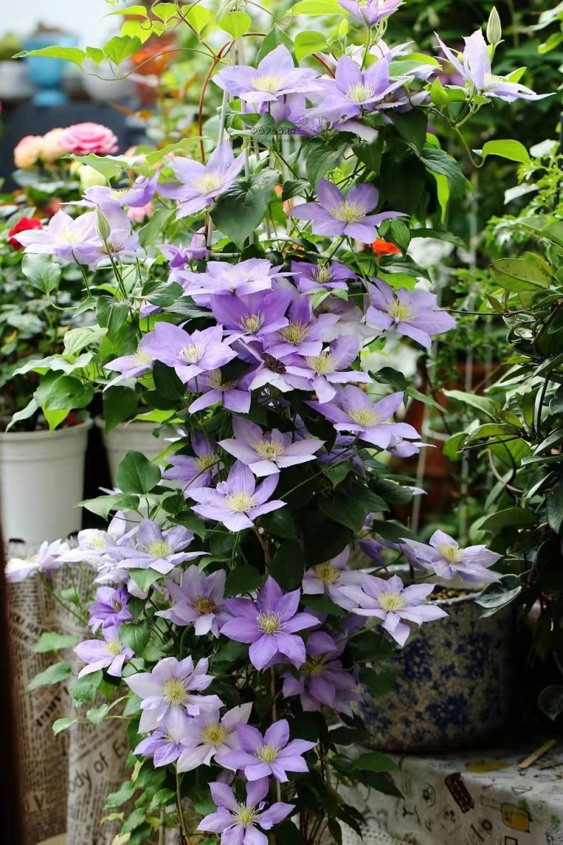 铁线莲小苗盆栽爬藤花重瓣大花植物庭园阳台藤本攀援月季花卉