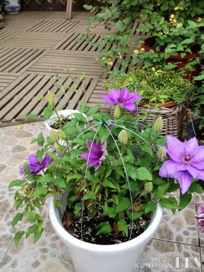 铁线莲小苗盆栽爬藤花重瓣大花植物庭园阳台藤本攀援月季花卉