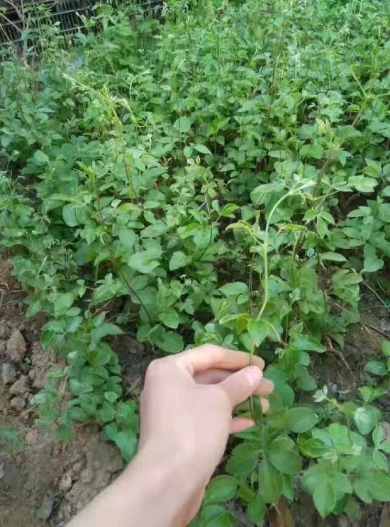 铁线莲小苗盆栽爬藤花重瓣大花植物庭园阳台藤本攀援月季花卉