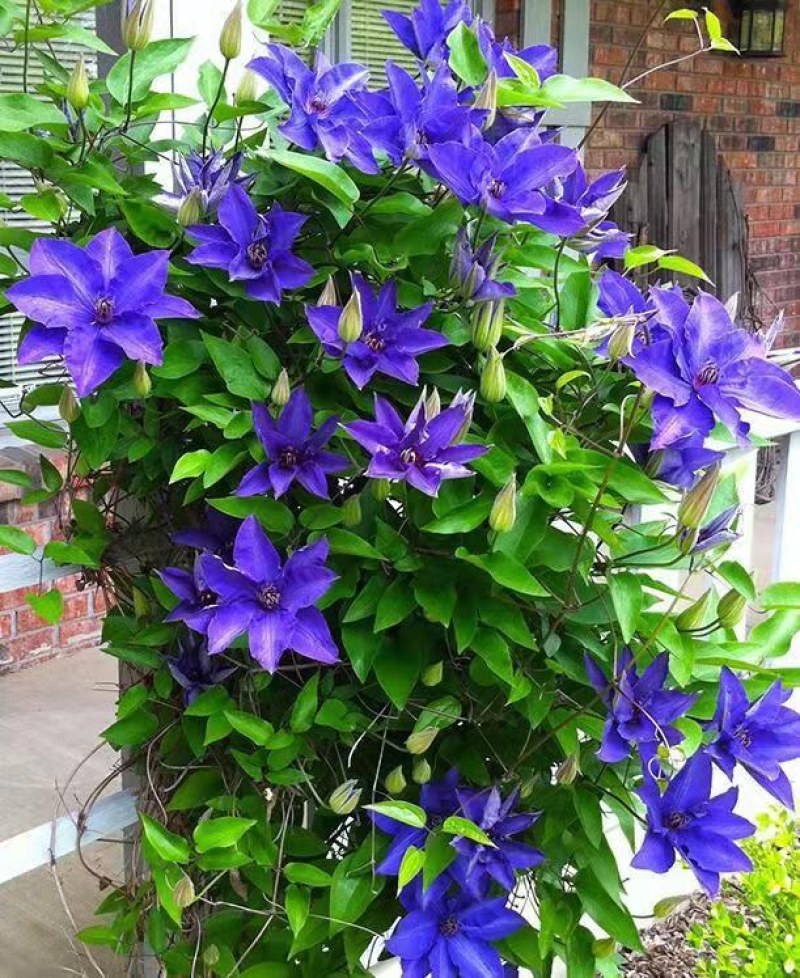 铁线莲小苗盆栽爬藤花重瓣大花植物庭园阳台藤本攀援月季花卉
