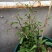 铁线莲小苗盆栽爬藤花重瓣大花植物庭园阳台藤本攀援月季花卉