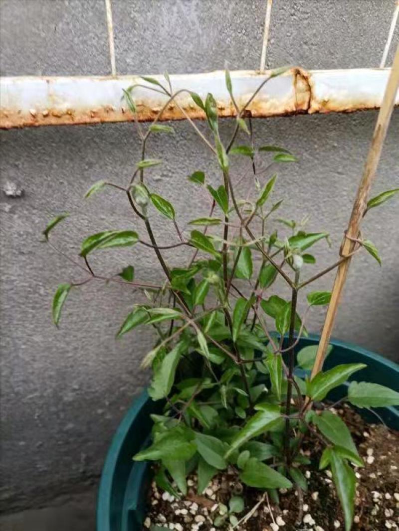 铁线莲小苗盆栽爬藤花重瓣大花植物庭园阳台藤本攀援月季花卉