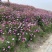 波斯菊自家基地直销物美价廉量大从优欢迎选购