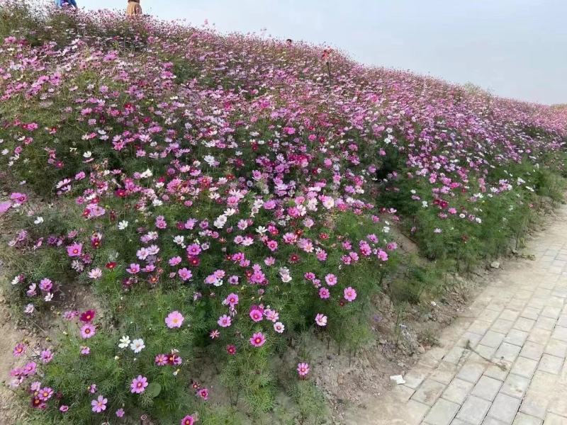 波斯菊自家基地直销物美价廉量大从优欢迎选购
