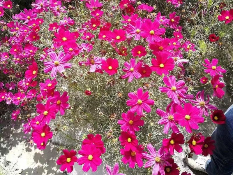 波斯菊自家基地直销物美价廉量大从优欢迎选购