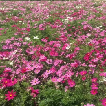 波斯菊自家基地直销物美价廉量大从优欢迎选购