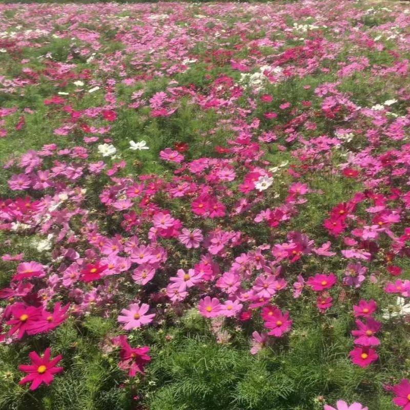 波斯菊自家基地直销物美价廉量大从优欢迎选购