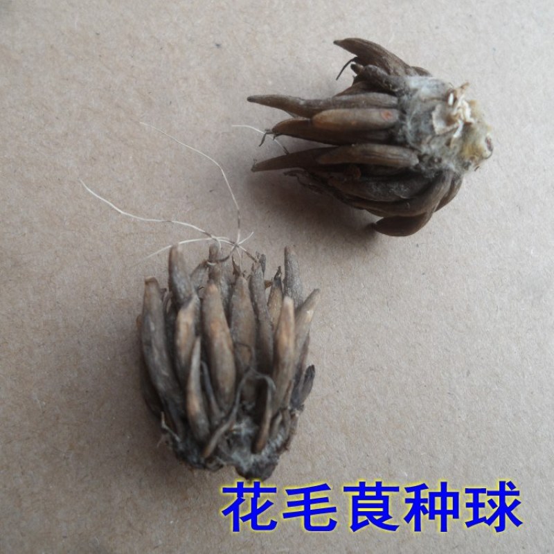进口花毛茛种球重瓣洋牡丹花苗室内室外四季开花易活花卉盆栽