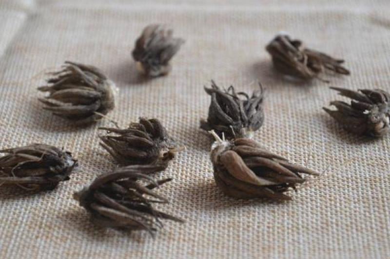 进口花毛茛种球重瓣洋牡丹花苗室内室外四季开花易活花卉盆栽