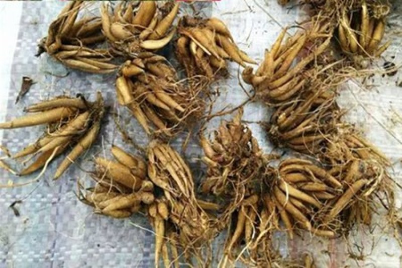 进口花毛茛种球重瓣洋牡丹花苗室内室外四季开花易活花卉盆栽