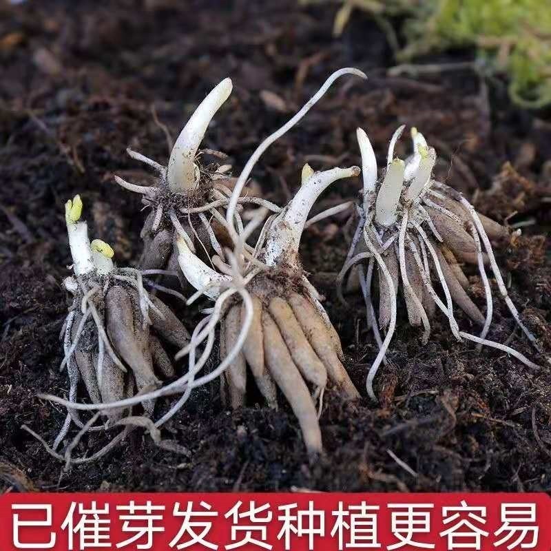 进口花毛茛种球重瓣洋牡丹花苗室内室外四季开花易活花卉盆栽