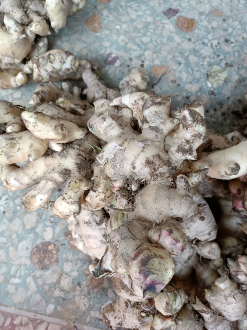 生姜，肉肉的终身伴侣，我们的服务是认真的。9~两带土