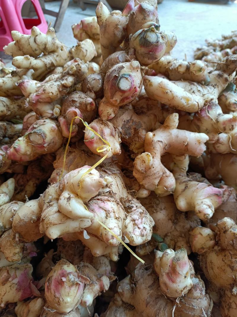 生姜，肉肉的终身伴侣，我们的服务是认真的。9~两带土