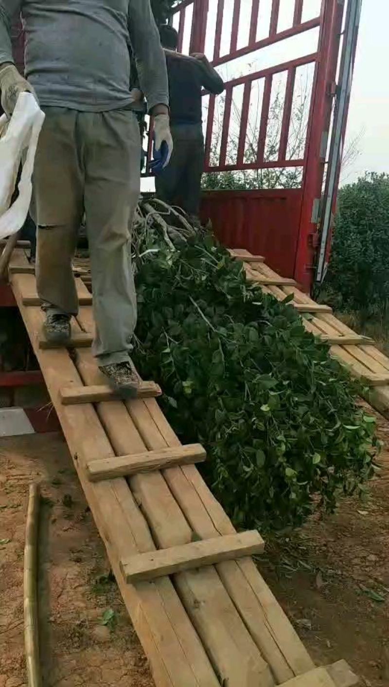 茶花